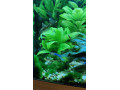 akvarijne-rastliny-hygrophila-corymbosa-small-1