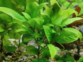 akvarijne-rastliny-hygrophila-corymbosa
