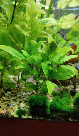 akvarijne-rastliny-hygrophila-corymbosa-big-0