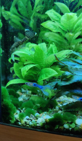 akvarijne-rastliny-hygrophila-corymbosa-big-1