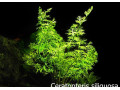 akvarijna-rastliny-ceratoptris-siliquosa-small-0