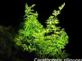 akvarijna-rastliny-ceratoptris-siliquosa