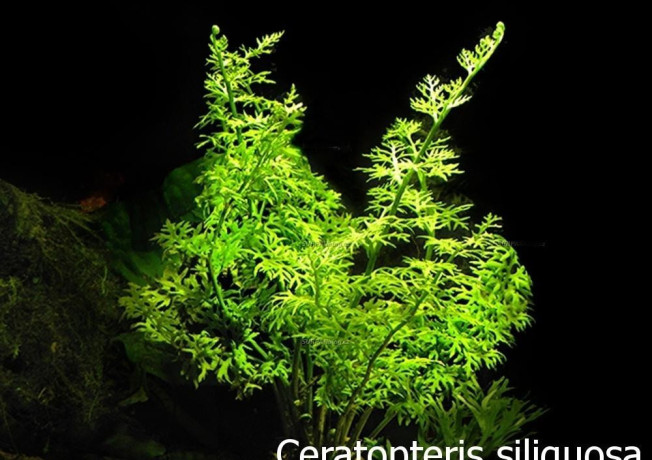 akvarijna-rastliny-ceratoptris-siliquosa-big-0