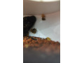 ampularia-zlta-a-modra-small-0