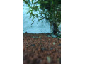 ampularia-zlta-a-modra-small-3