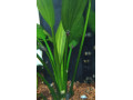 ampularia-zlta-a-modra-small-1
