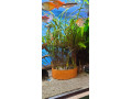 cryptocoryne-crispatula-var-balansae-small-0
