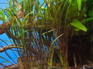 cryptocoryne-crispatula-var-balansae