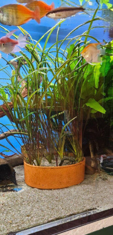 cryptocoryne-crispatula-var-balansae-big-0