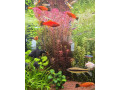 rastlina-rotala-small-0