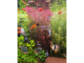 rastlina-rotala-small-1
