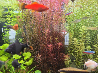 rastlina-rotala