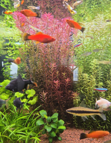 rastlina-rotala-big-0