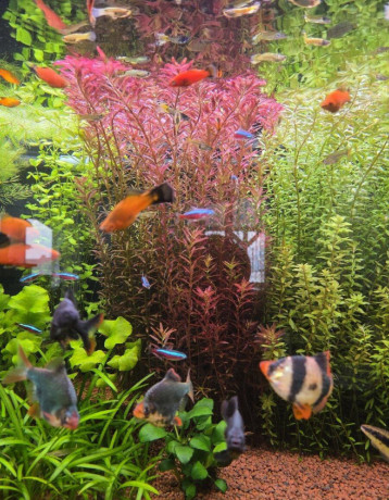 rastlina-rotala-big-1
