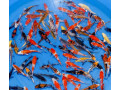jazierkove-rybky-koi-kapre-vodne-rastliny-s-rozvozom-po-sr-small-0