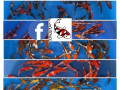 jazierkove-rybky-koi-kapre-vodne-rastliny-s-rozvozom-po-sr-small-1