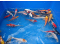jazierkove-rybky-koi-kapre-vodne-rastliny-s-rozvozom-po-sr-small-2