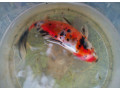 jazierkove-rybky-koi-kapre-vodne-rastliny-s-rozvozom-po-sr-small-3