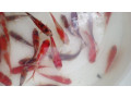 jazierkove-rybky-koi-kapre-vodne-rastliny-s-rozvozom-po-sr-small-4