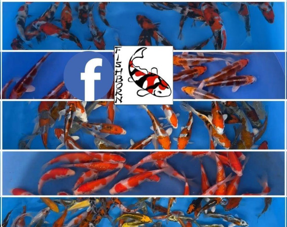 jazierkove-rybky-koi-kapre-vodne-rastliny-s-rozvozom-po-sr-big-1