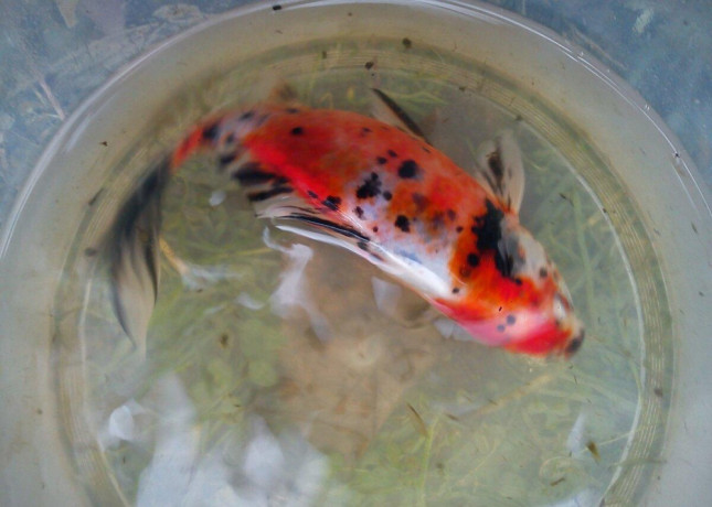 jazierkove-rybky-koi-kapre-vodne-rastliny-s-rozvozom-po-sr-big-3