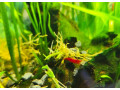 krevetky-red-cherry-small-0