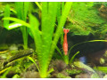 krevetky-red-cherry-small-1