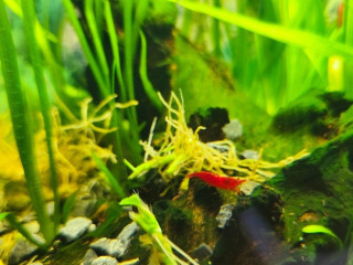 krevetky-red-cherry
