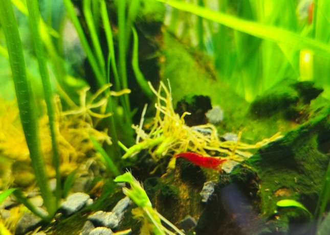 krevetky-red-cherry-big-0