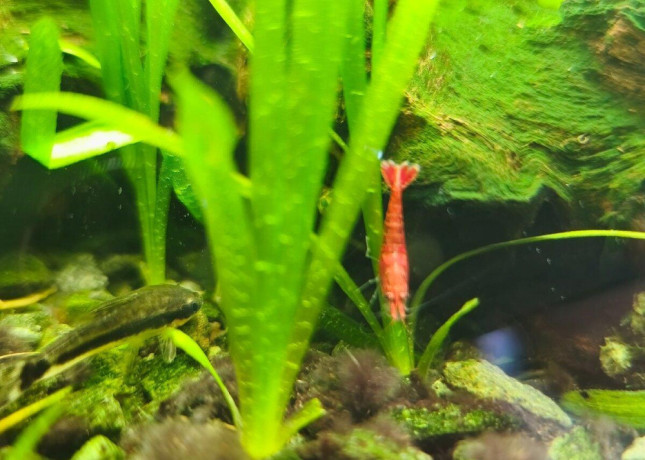 krevetky-red-cherry-big-1