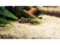 ancistrus-small-2