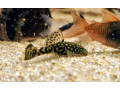 ancistrus-small-0