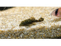 ancistrus-small-1