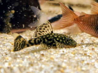 ancistrus