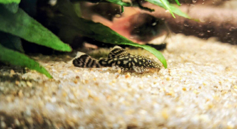 ancistrus-big-2