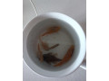 darujem-akvariove-rybky-small-0