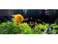 predam-400l-akvarium-180cm-komplet-eheim-filter-co2-small-3