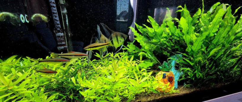 predam-400l-akvarium-180cm-komplet-eheim-filter-co2-big-2