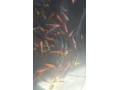predam-koi-kapre-small-0