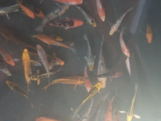 predam-koi-kapre