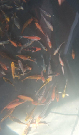 predam-koi-kapre-big-0