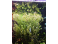 rastlina-rotala-rotundifolia-small-0