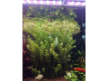 rastlina-rotala-rotundifolia-small-1