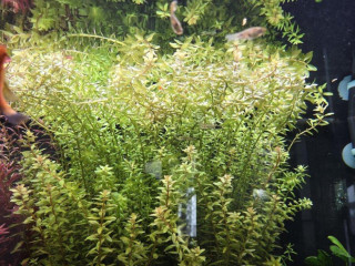 rastlina-rotala-rotundifolia
