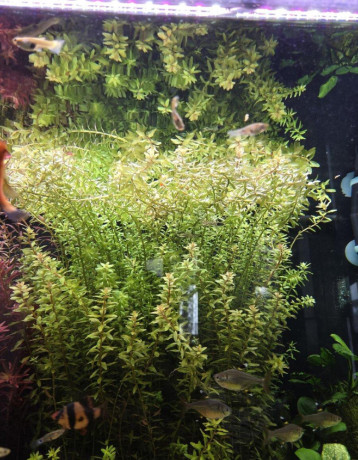 rastlina-rotala-rotundifolia-big-0