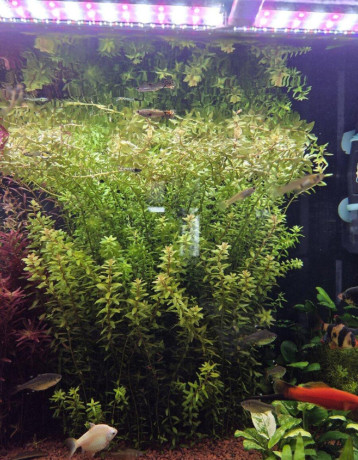 rastlina-rotala-rotundifolia-big-1