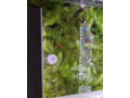 rastlina-rozkatec-small-1