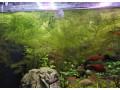 rastlina-rozkatec-small-0