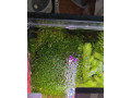 rastlina-riccia-fluitance-small-1