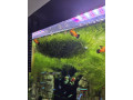 rastlina-riccia-fluitance-small-0
